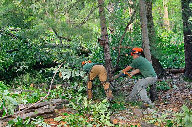 Tree Health Inspection in Duncan, SC